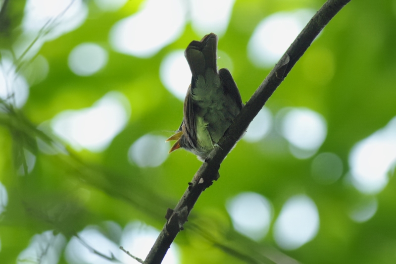 サンコウチョウ幼鳥_f0053272_11285491.jpg