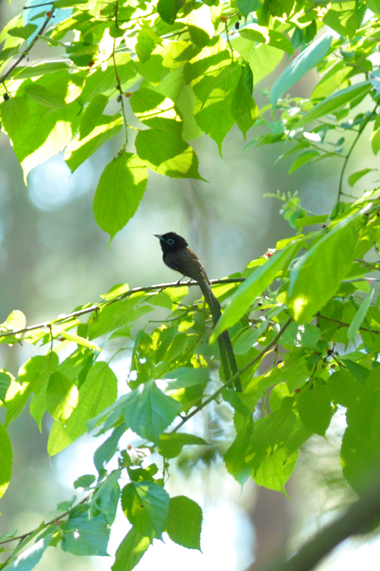 サンコウチョウ幼鳥_f0053272_1213545.jpg