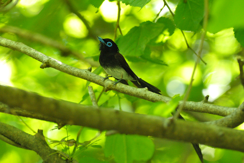 サンコウチョウ幼鳥_f0053272_123145.jpg