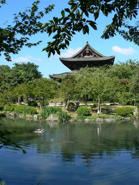 東寺の蓮に別れのキス_a0169902_1052982.jpg