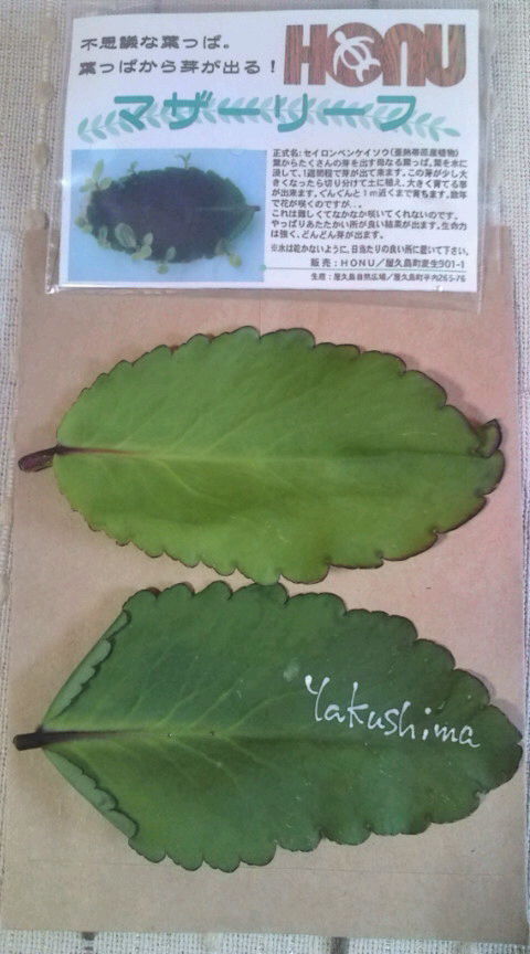 屋久島のマザーリーフ Kimiの気まぐれ日記