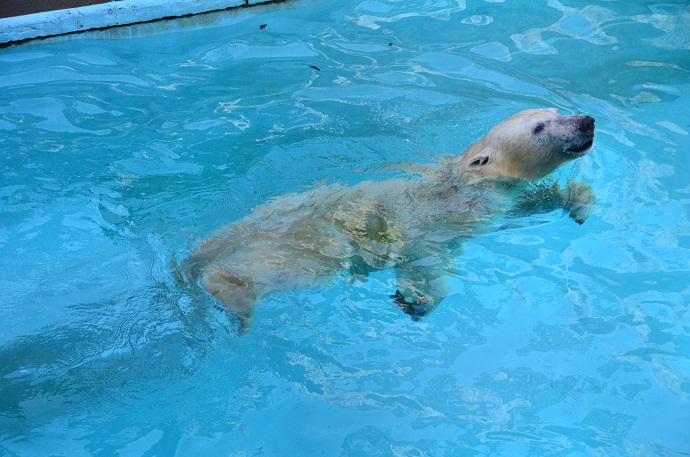 猛暑でも魚のおやつタイムが待ち切れないキロル_a0151913_2241536.jpg