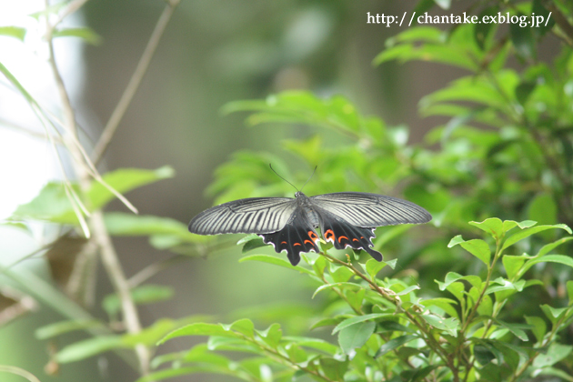 swallow-tail　butterfly_c0189013_2064770.jpg