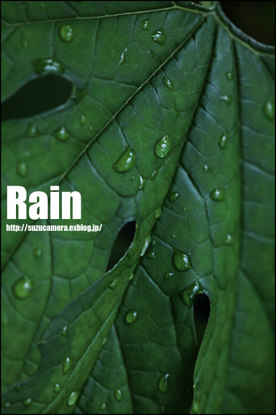 雨の多い一週間_f0100215_20375078.jpg