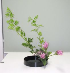 夏に涼しげなクルクマ_c0165824_11301422.jpg