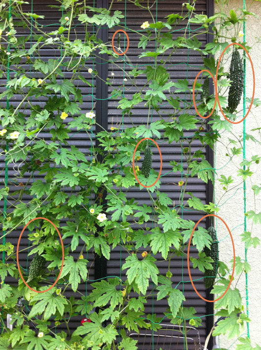 a0159740_13181443.gif