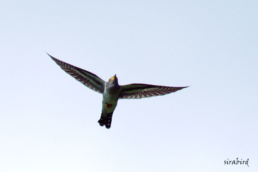 ホトトギス（夏鳥　杜鵑、全長約28㎝）_d0238245_035317.jpg