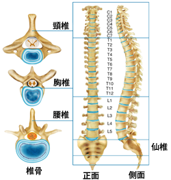 恐竜の骨にタッチ。_a0163248_22282049.png