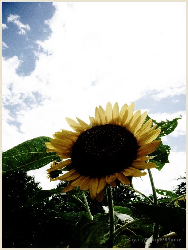 夏だ GRDIII_e0063851_124812.jpg