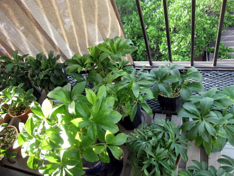 c0147952_10391961.jpg