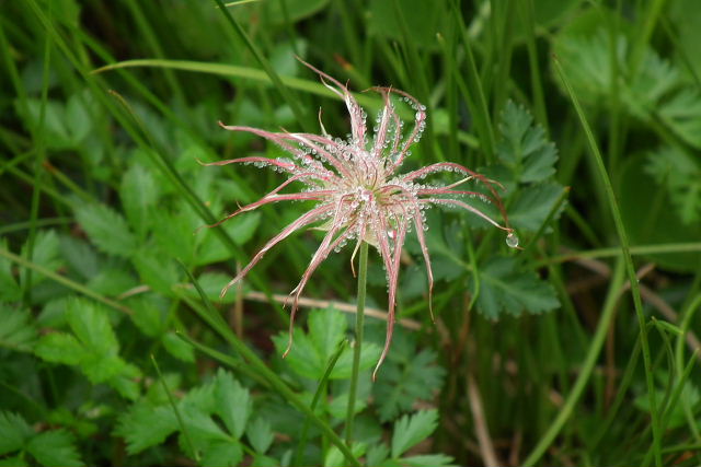 花の安曇野04　栂池自然園-1_a0030958_23224646.jpg