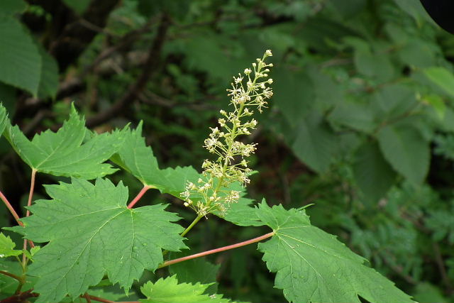 花の安曇野04　栂池自然園-1_a0030958_2329287.jpg