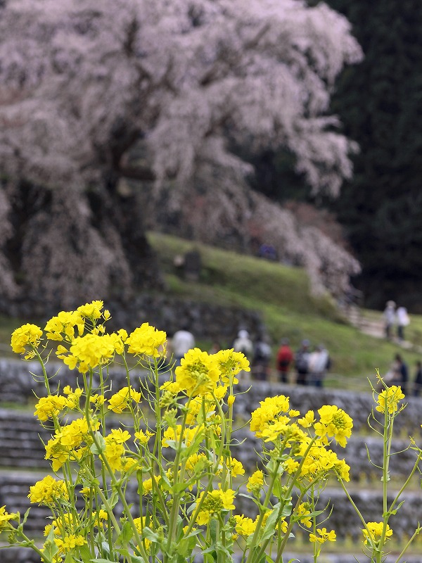 又兵衛桜_f0234862_1502174.jpg