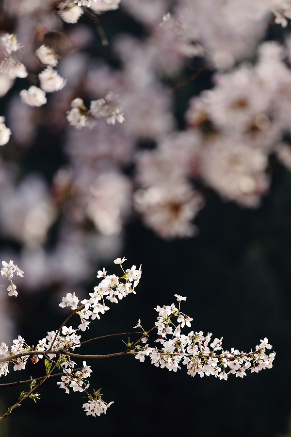 続・石舞台古墳の桜_f0234862_15292899.jpg