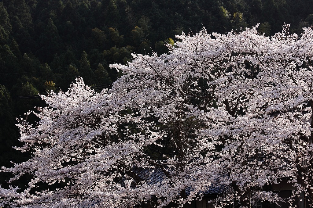 続・石舞台古墳の桜_f0234862_1530485.jpg