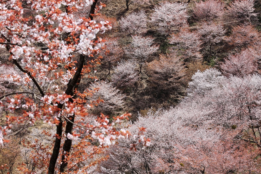 吉野の桜_f0234862_15412490.jpg