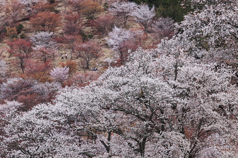 吉野の桜_f0234862_15414837.jpg