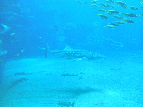 b0145863_1129123.jpg