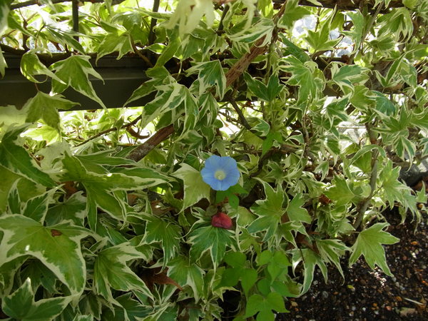 b0194267_2114329.jpg