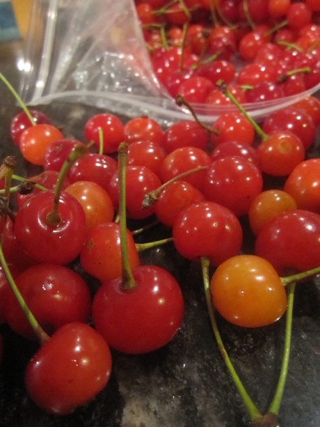 sour cherry_b0183670_28357.jpg