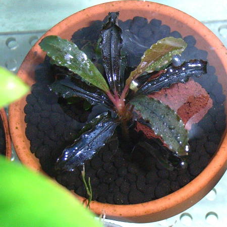 水上栽培 : aqu@raceae