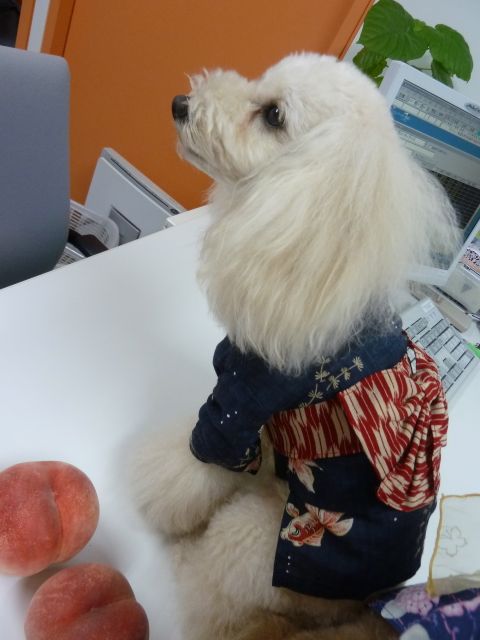 2011.8.6 神宮花火大会_a0083571_14555351.jpg