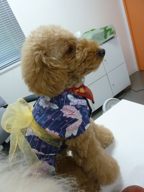 2011.8.6 神宮花火大会_a0083571_14562239.jpg