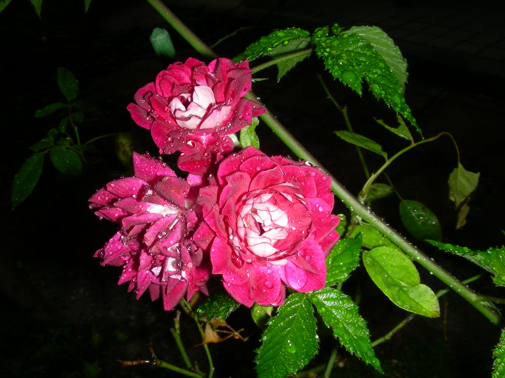 b0096584_20262683.jpg