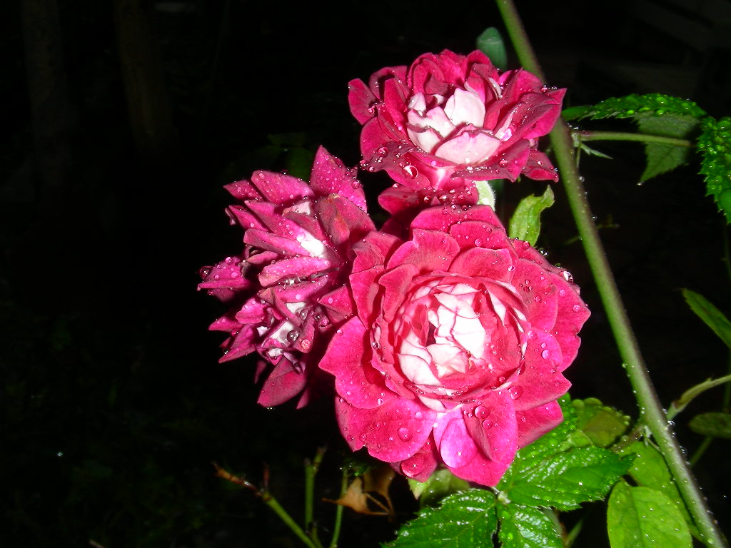 b0096584_20264638.jpg