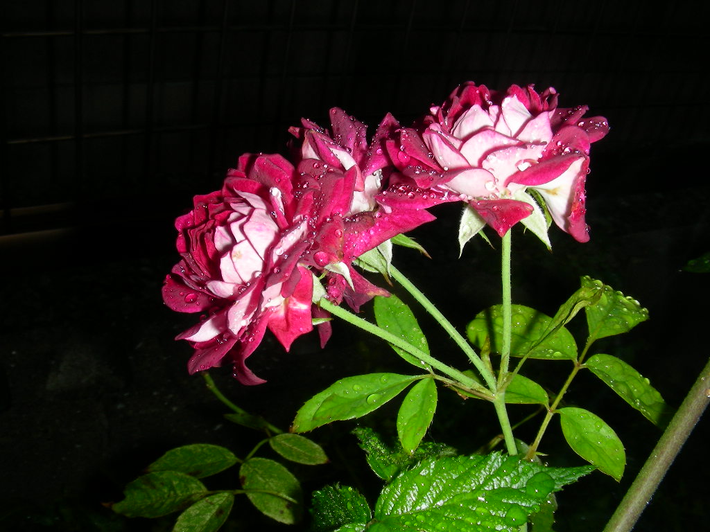 b0096584_202676.jpg