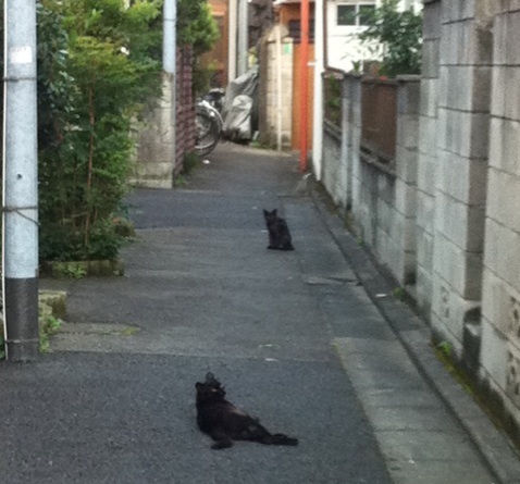 黒猫_b0206085_16481186.jpg