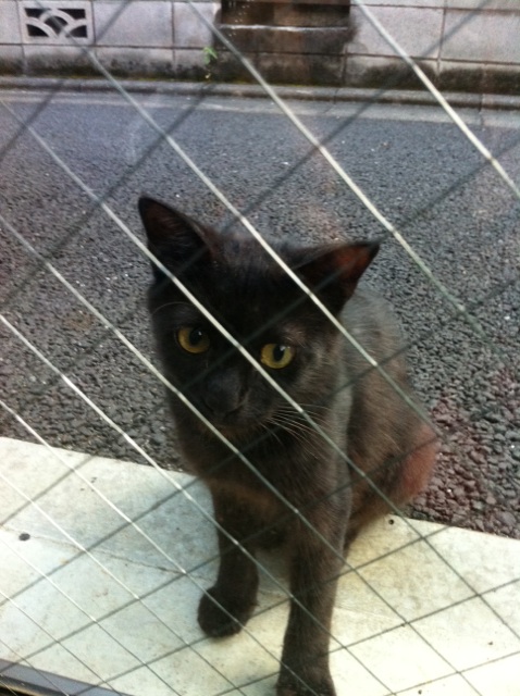 黒猫_b0206085_1648346.jpg