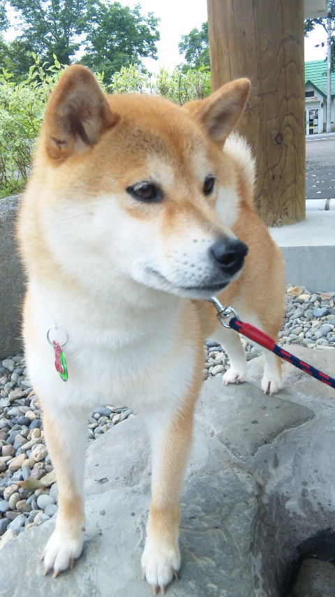 足湯_a0126590_745481.jpg