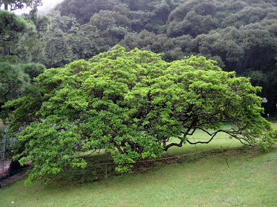 d0099791_119331.jpg