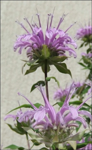 f0215591_9373239.jpg