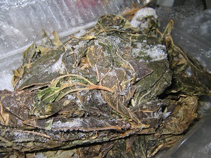 サルデーニャ回想記 パーネカラザウ工房①_a0154793_1749830.jpg