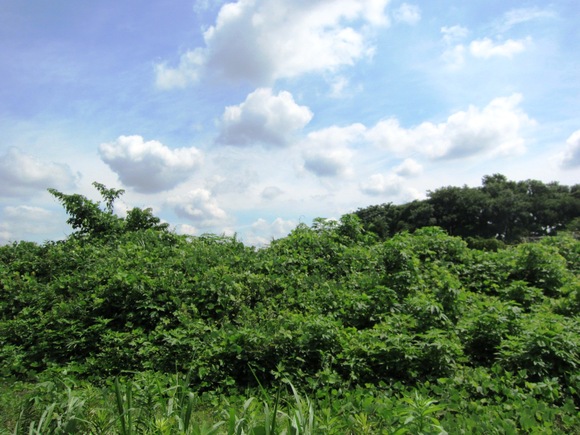 e0107493_18365211.jpg