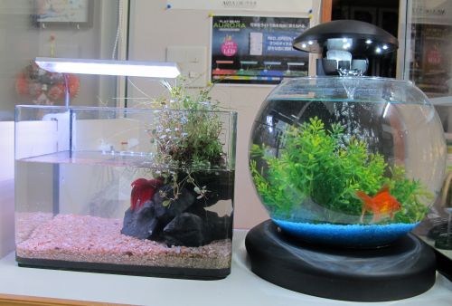 店内のレイアウトしてるっぽい展示水槽たち_a0193105_10254524.jpg