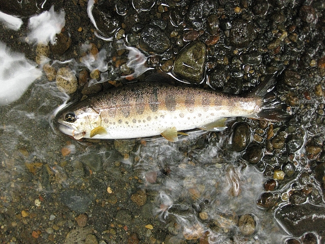 a0138609_1015129.jpg