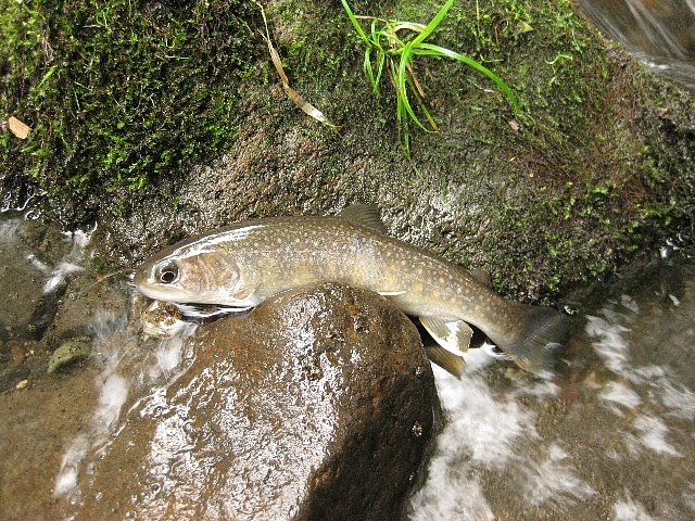 今日も湯川へ（2011-8-7）_a0138609_1016452.jpg