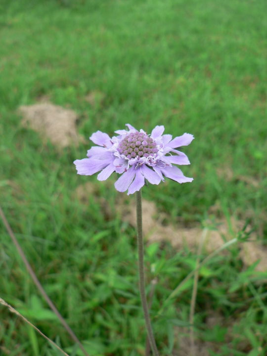 f0219710_8165762.jpg