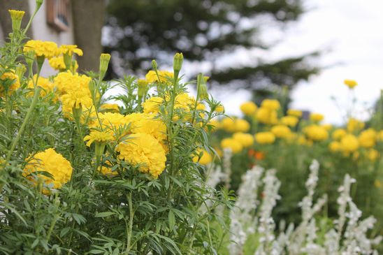 公園の花　　　8/7-2_d0065113_12463037.jpg