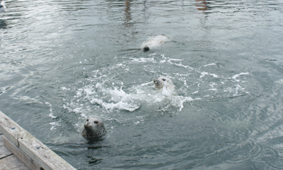 カナダで見かけた動物さんたち_e0122514_654323.jpg