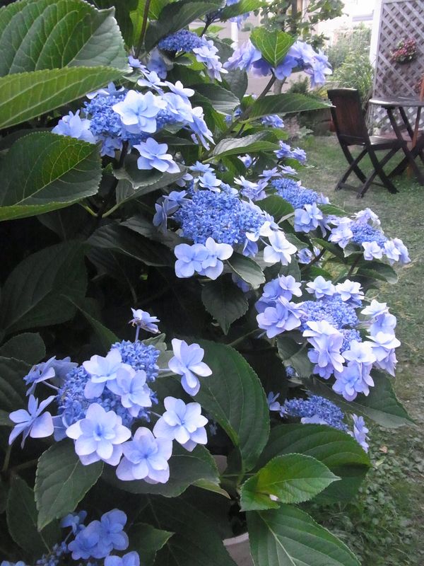 3連続真夏日_c0025115_21545583.jpg