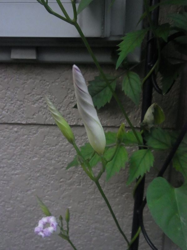 3連続真夏日_c0025115_21545816.jpg