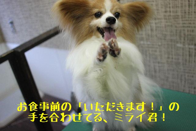 夏女の集団。_b0130018_9225725.jpg