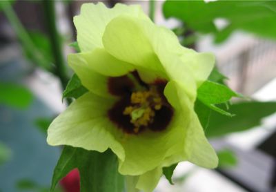 綿花の花は黄緑色 11 08 07 Sun 花 旅 人
