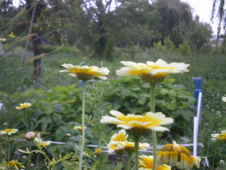 c0124619_0592275.jpg