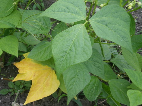 c0124619_103660.jpg