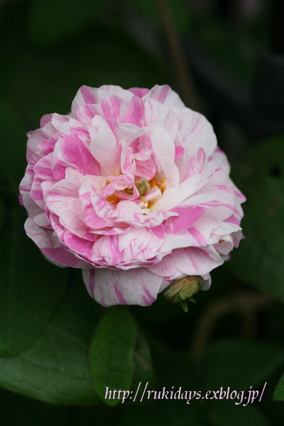 春の薔薇2011 vol.7  縞々LOVE_d0165723_19162970.jpg